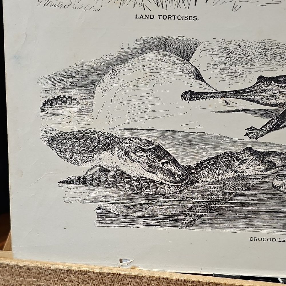 Reptile Illustration Book Prints From "Beasts And Birds In Pictures And Words" - Picture 7 of 7